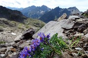 65 Linaria alpina